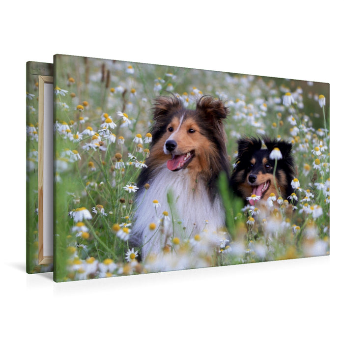 Premium Textil-Leinwand Premium Textil-Leinwand 120 cm x 80 cm quer Ein Motiv aus dem Kalender Wir lieben Shelties