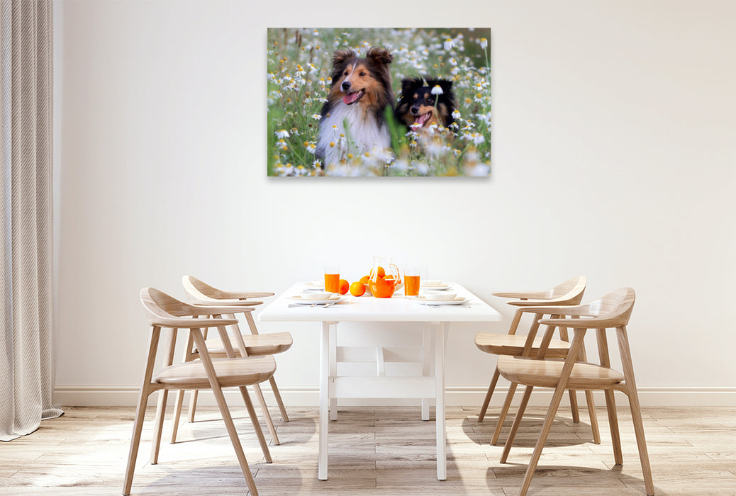 Premium Textil-Leinwand Premium Textil-Leinwand 120 cm x 80 cm quer Ein Motiv aus dem Kalender Wir lieben Shelties