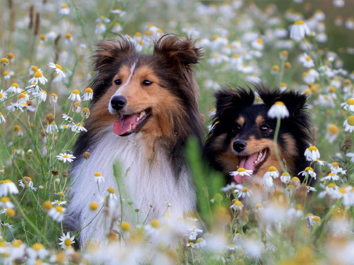 Wir lieben Shelties - CALVENDO Foto-Puzzle - calvendoverlag 29.99