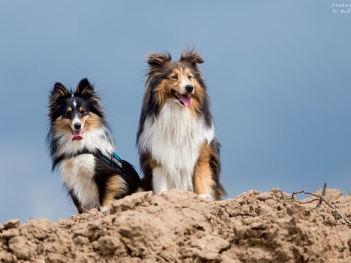 Wir lieben Shelties - CALVENDO Foto-Puzzle - calvendoverlag 29.99