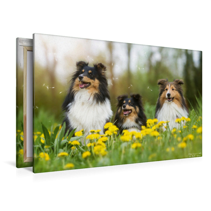 Premium Textil-Leinwand Premium Textil-Leinwand 120 cm x 80 cm quer Ein Motiv aus dem Kalender Wir lieben Shelties