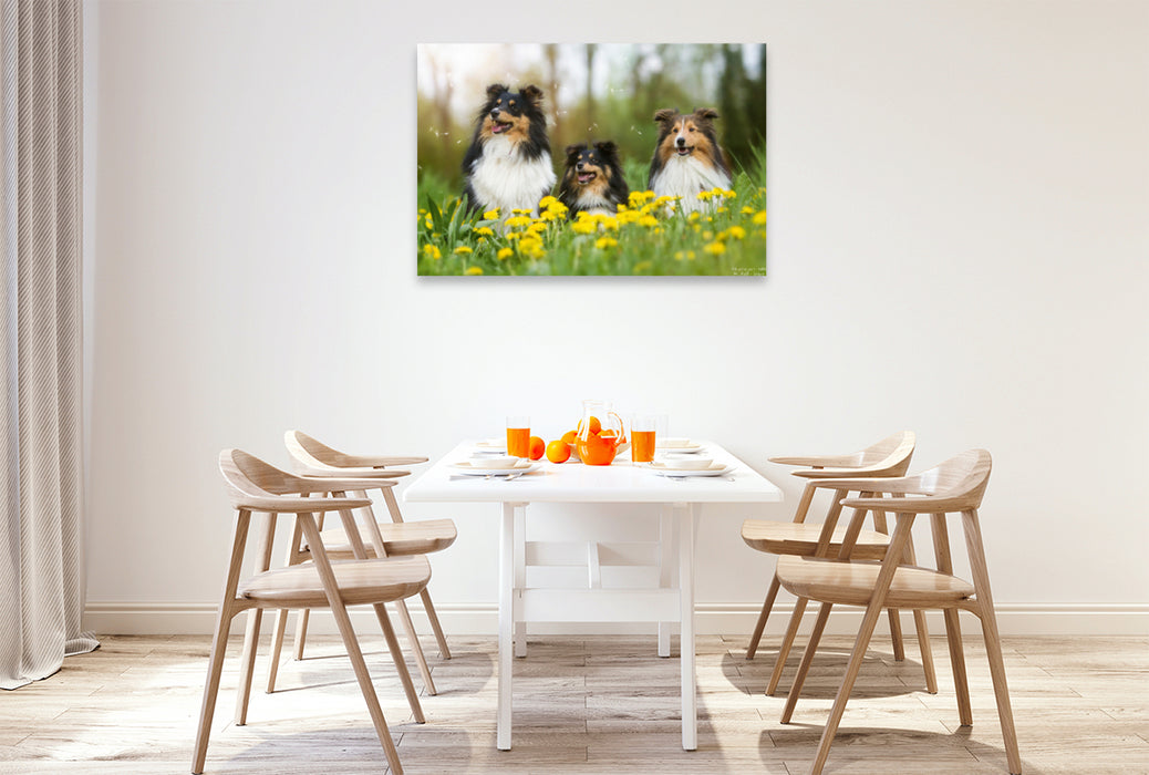 Premium Textil-Leinwand Premium Textil-Leinwand 120 cm x 80 cm quer Ein Motiv aus dem Kalender Wir lieben Shelties