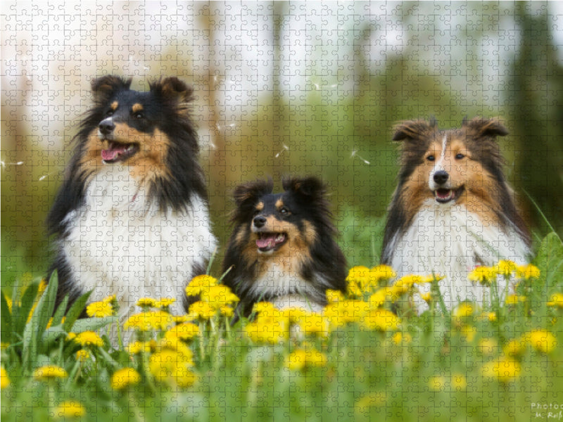 Wir lieben Shelties - CALVENDO Foto-Puzzle - calvendoverlag 29.99