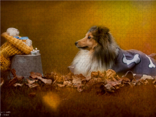 Wir lieben Shelties - CALVENDO Foto-Puzzle - calvendoverlag 29.99