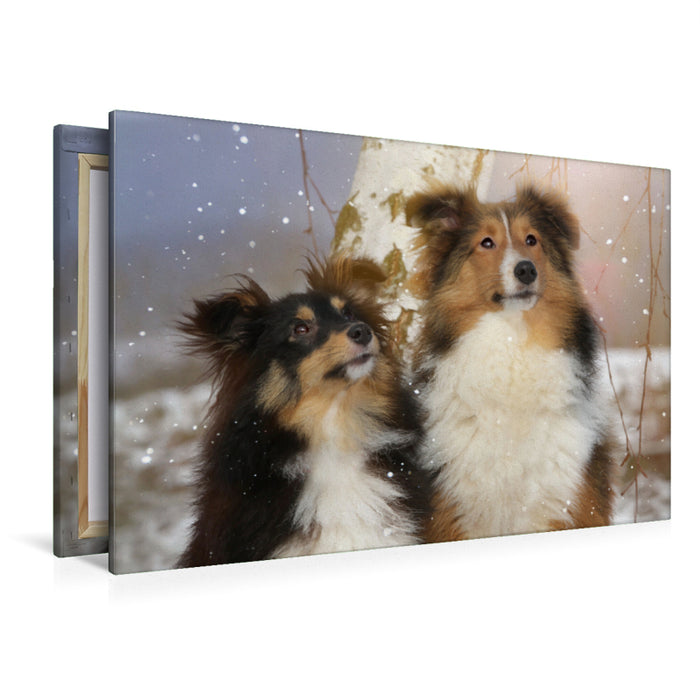 Premium Textil-Leinwand Premium Textil-Leinwand 120 cm x 80 cm quer Ein Motiv aus dem Kalender Wir lieben Shelties