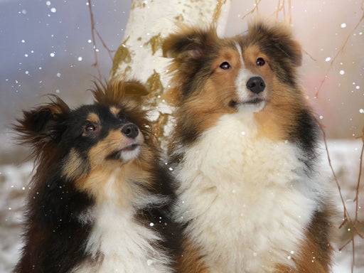 Wir lieben Shelties - CALVENDO Foto-Puzzle - calvendoverlag 29.99