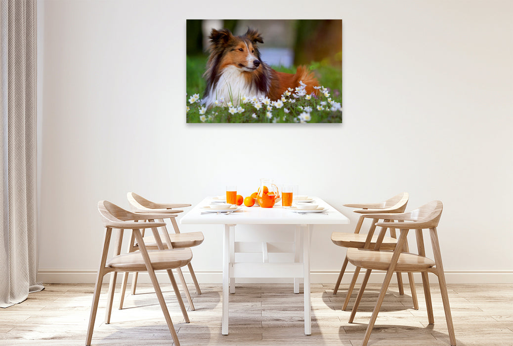 Premium Textil-Leinwand Premium Textil-Leinwand 120 cm x 80 cm quer Ein Motiv aus dem Kalender Wir lieben Shelties