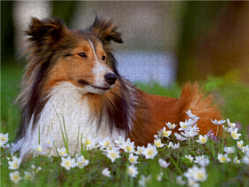 Wir lieben Shelties - CALVENDO Foto-Puzzle - calvendoverlag 29.99