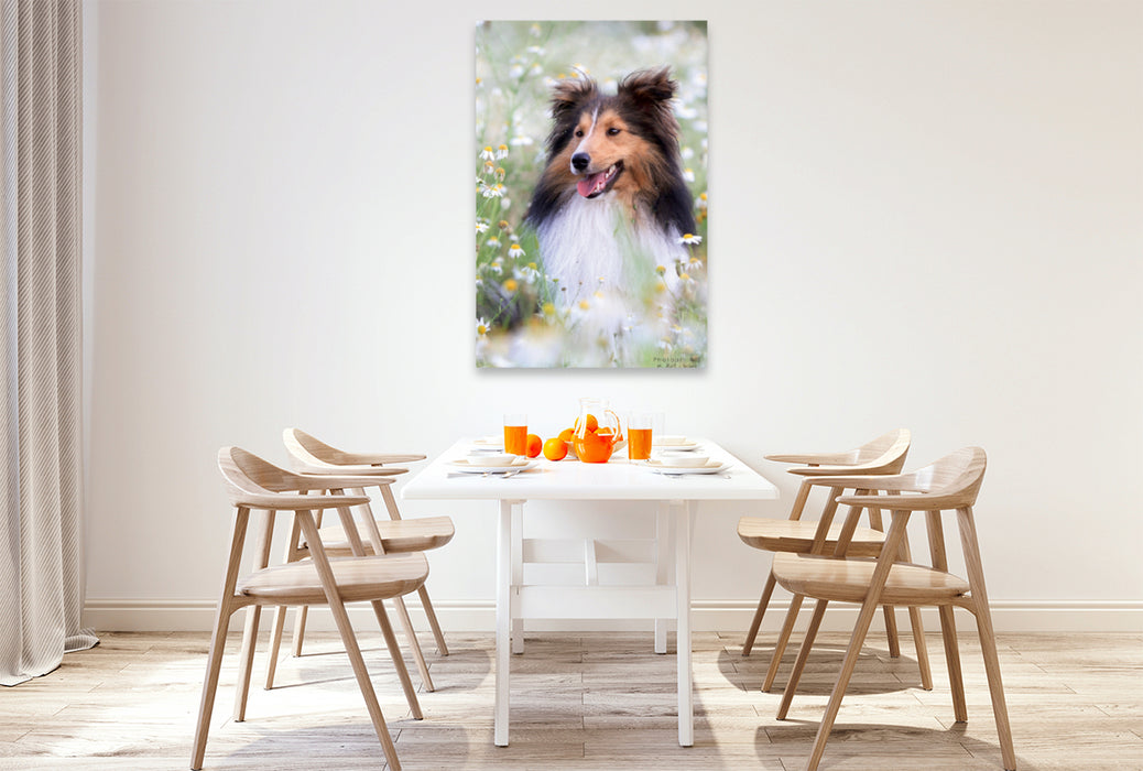 Premium Textil-Leinwand Premium Textil-Leinwand 80 cm x 120 cm  hoch Ein Motiv aus dem Kalender Mit Shelties durchs Jahr