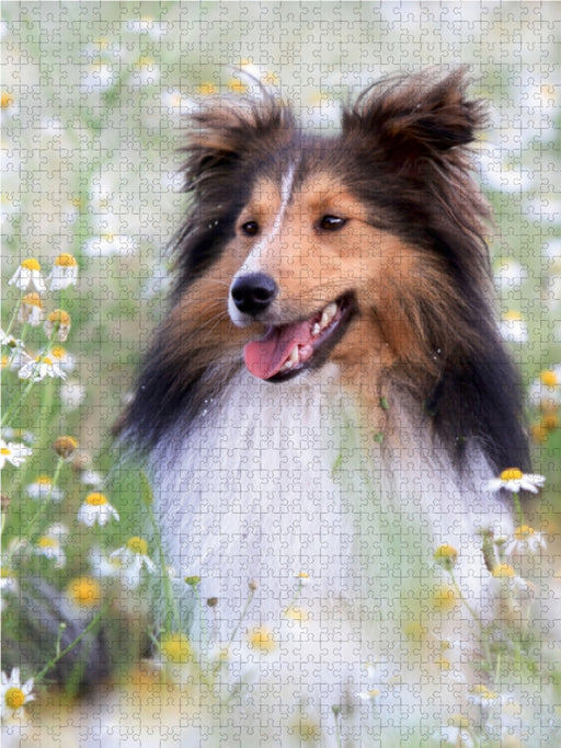 Mit Shelties durchs Jahr - CALVENDO Foto-Puzzle - calvendoverlag 29.99