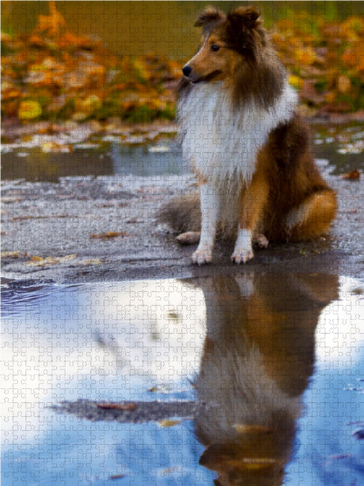 Mit Shelties durchs Jahr - CALVENDO Foto-Puzzle - calvendoverlag 29.99