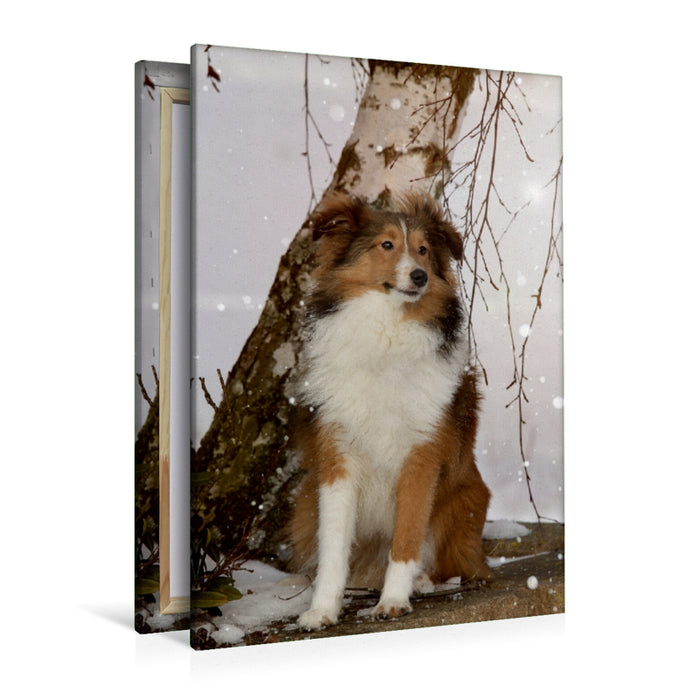 Premium Textil-Leinwand Premium Textil-Leinwand 80 cm x 120 cm  hoch Ein Motiv aus dem Kalender Mit Shelties durchs Jahr