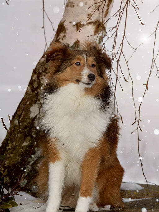 Mit Shelties durchs Jahr - CALVENDO Foto-Puzzle - calvendoverlag 29.99