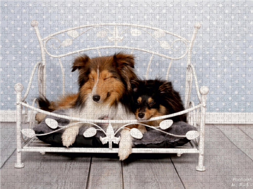 Shelties : Charmeure auf 4 Pfoten - CALVENDO Foto-Puzzle - calvendoverlag 29.99