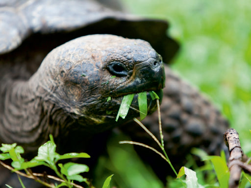 Riesenschildkröte auf der Galapagos Insel Floreana - CALVENDO Foto-Puzzle - calvendoverlag 79.99