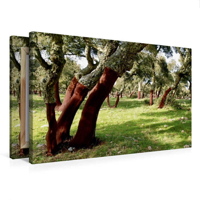 Toile textile premium Toile textile premium 75 cm x 50 cm paysage Lumières forêt de chênes-lièges en Sardaigne 
