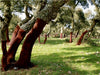 Lichter Korkeichenwald auf Sardinien - CALVENDO Foto-Puzzle - calvendoverlag 29.99