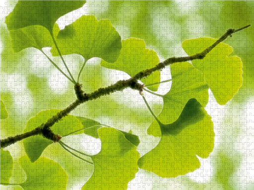 Gingko biloba - der Heilige Baum - CALVENDO Foto-Puzzle - calvendoverlag 29.99