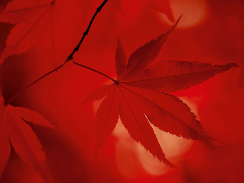 Japanischer Fächerahorn - Herbstfarben - CALVENDO Foto-Puzzle - calvendoverlag 29.99