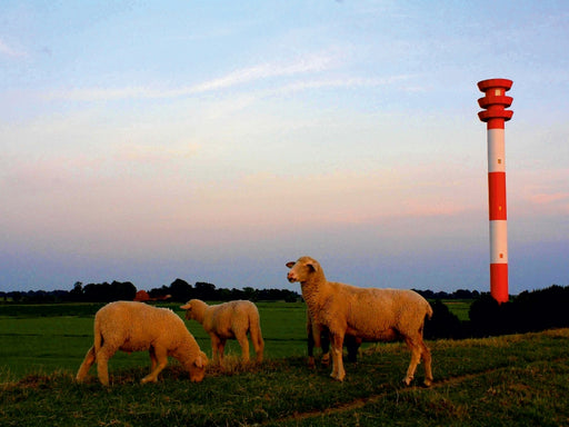 Schafe am Leuchtturm - CALVENDO Foto-Puzzle - calvendoverlag 29.99