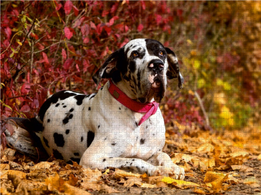 Deutsche Doggen - Sanfte Riesen - CALVENDO Foto-Puzzle - calvendoverlag 29.99