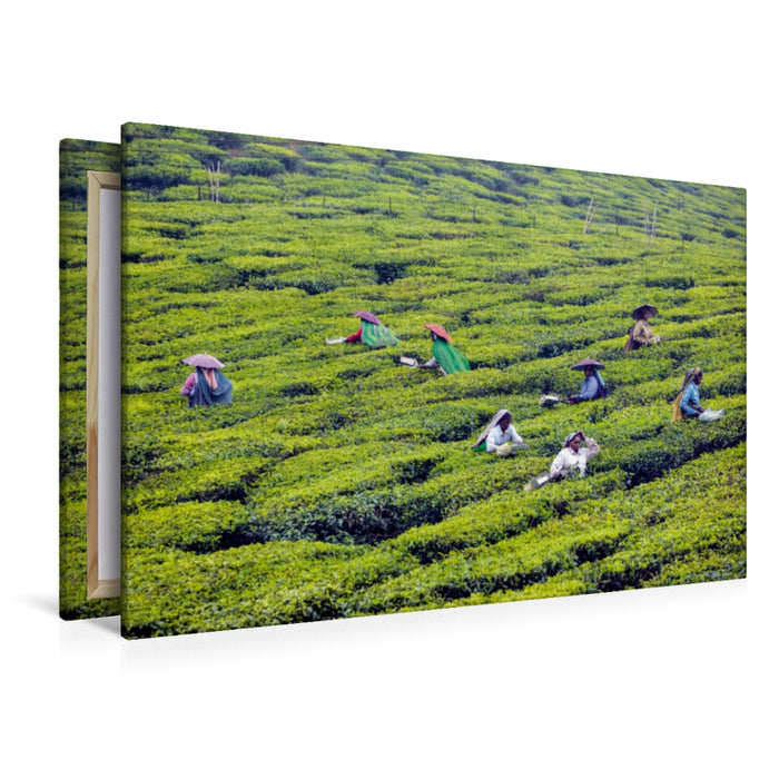 Premium Textil-Leinwand Premium Textil-Leinwand 120 cm x 80 cm quer Teeplantage, Kerala
