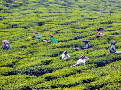 Teeplantage, Kerala - CALVENDO Foto-Puzzle - calvendoverlag 29.99