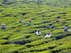 Teeplantage, Kerala - CALVENDO Foto-Puzzle - calvendoverlag 29.99