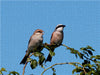 Vögel zwischen Elbwatt und Tävsmoor - CALVENDO Foto-Puzzle - calvendoverlag 29.99