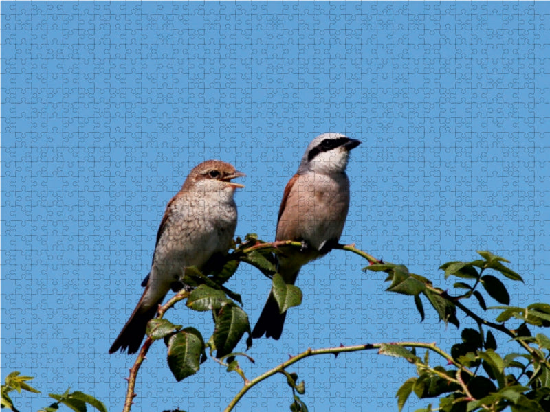 Vögel zwischen Elbwatt und Tävsmoor - CALVENDO Foto-Puzzle - calvendoverlag 29.99