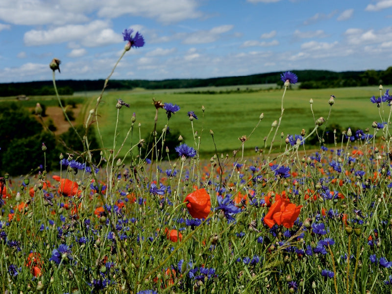 Roter Mohn, bunte Wiesen - CALVENDO Foto-Puzzle - calvendoverlag 29.99