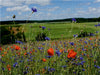 Roter Mohn, bunte Wiesen - CALVENDO Foto-Puzzle - calvendoverlag 29.99