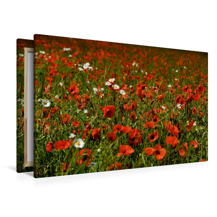 Premium Textil-Leinwand Premium Textil-Leinwand 120 cm x 80 cm quer Ein Motiv aus dem Kalender Roter Mohn, bunte Wiesen