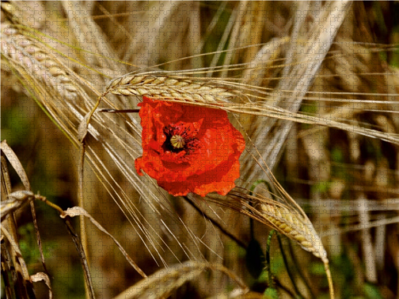 Roter Mohn, bunte Wiesen - CALVENDO Foto-Puzzle - calvendoverlag 29.99