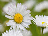 Gänseblümchen - CALVENDO Foto-Puzzle - calvendoverlag 29.99