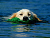 Schwimmender Hund - CALVENDO Foto-Puzzle - calvendoverlag 29.99