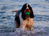 Sigi - Hund spielt im Wasser - CALVENDO Foto-Puzzle - calvendoverlag 29.99