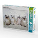 Heilige Birma Katzen - CALVENDO Foto-Puzzle - calvendoverlag 29.99