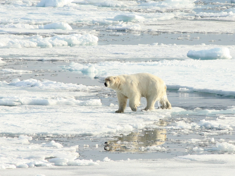 Eisbären - Könige der Arktis - CALVENDO Foto-Puzzle - calvendoverlag 29.99
