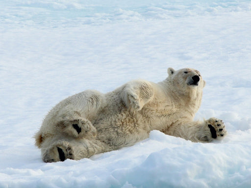 Eisbären - Könige der Arktis - CALVENDO Foto-Puzzle - calvendoverlag 29.99