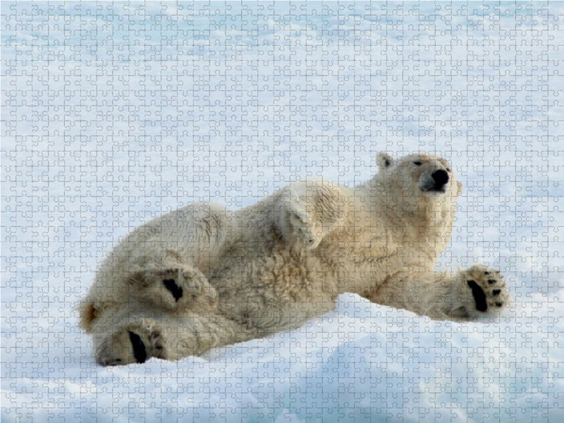 Eisbären - Könige der Arktis - CALVENDO Foto-Puzzle - calvendoverlag 29.99