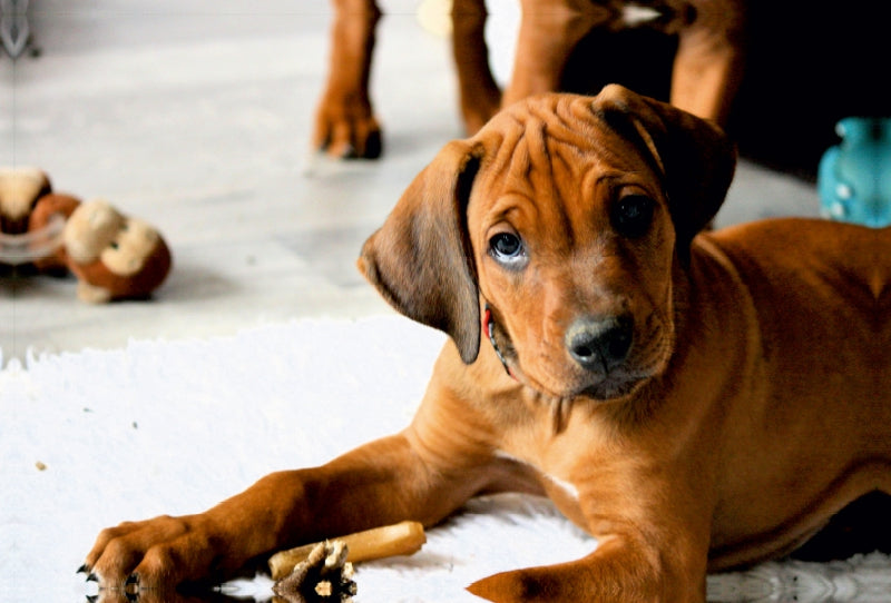 Premium Textil-Leinwand Premium Textil-Leinwand 120 cm x 80 cm quer Rhodesian Ridgeback Rüde