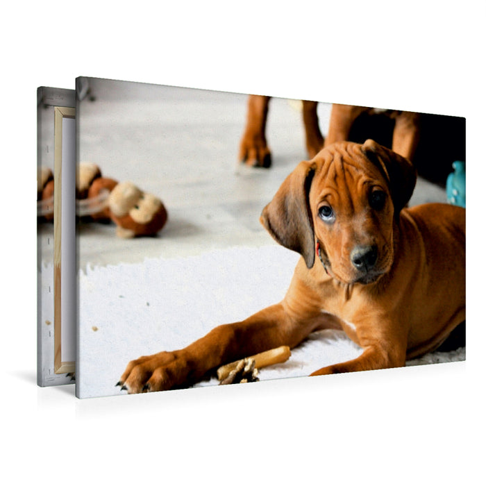 Premium Textil-Leinwand Premium Textil-Leinwand 120 cm x 80 cm quer Rhodesian Ridgeback Rüde