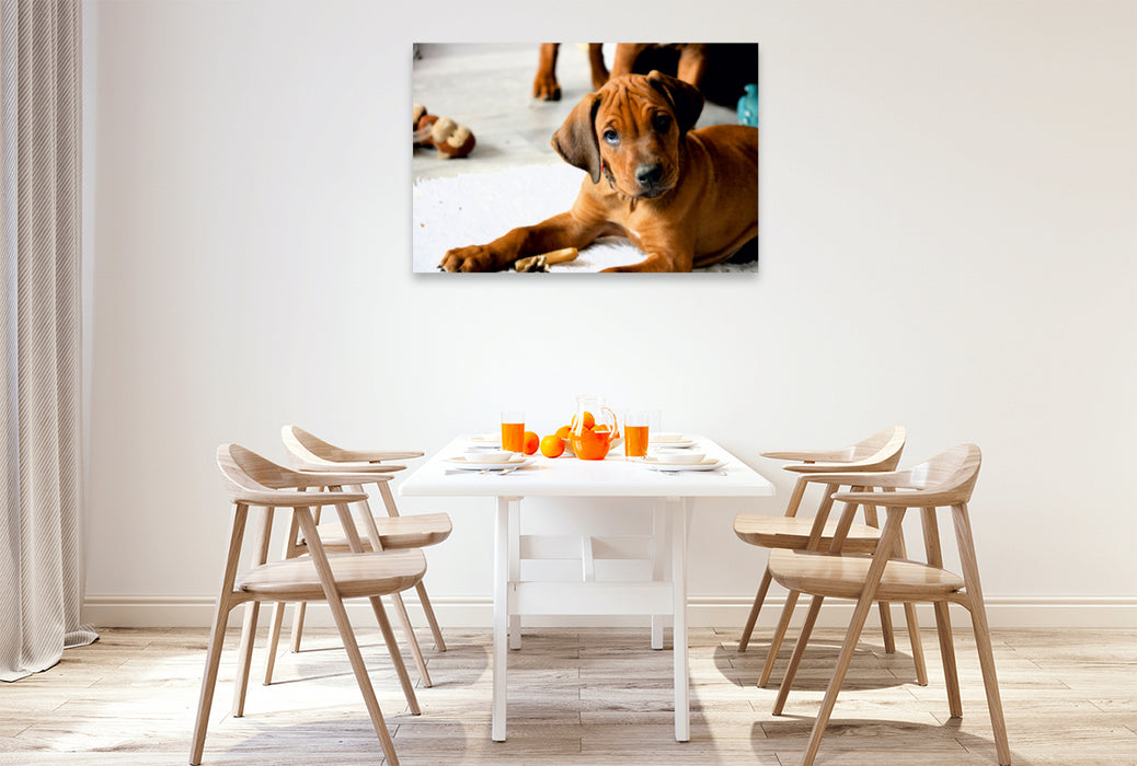 Premium Textil-Leinwand Premium Textil-Leinwand 120 cm x 80 cm quer Rhodesian Ridgeback Rüde