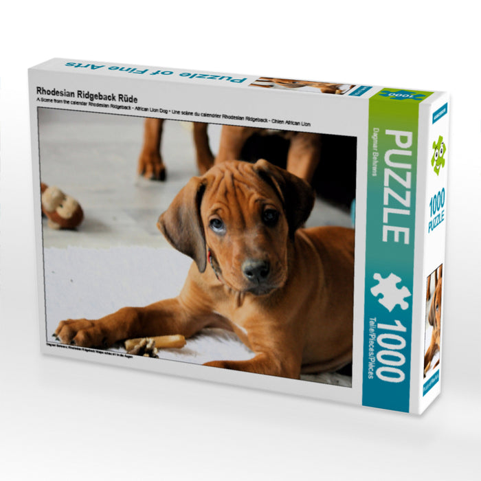 Rhodesian Ridgeback Rüde - CALVENDO Foto-Puzzle - calvendoverlag 29.99