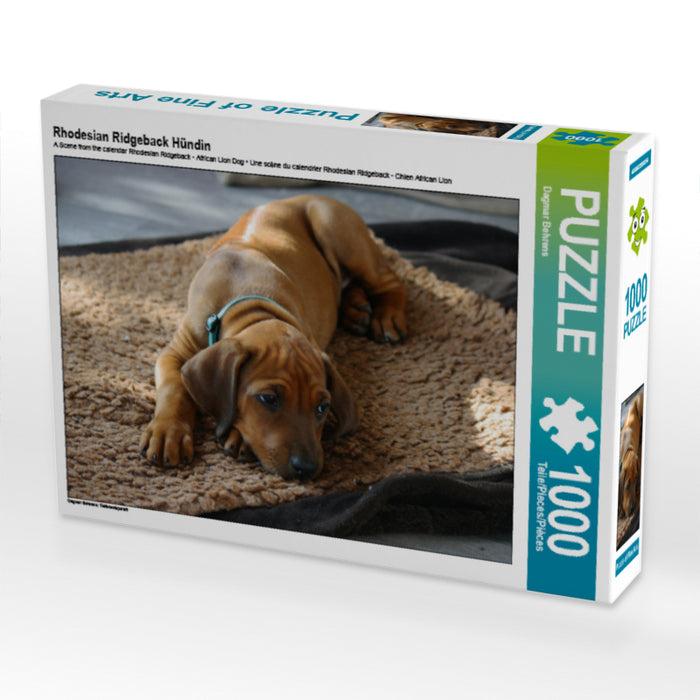 Rhodesian Ridgeback Hündin - CALVENDO Foto-Puzzle - calvendoverlag 29.99