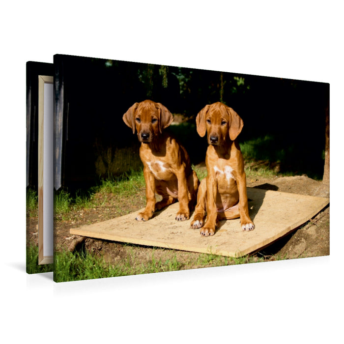 Premium Textil-Leinwand Premium Textil-Leinwand 120 cm x 80 cm quer Rhodesian Ridgeback Hündinnen