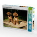 Rhodesian Ridgeback Hündinnen - CALVENDO Foto-Puzzle - calvendoverlag 29.99