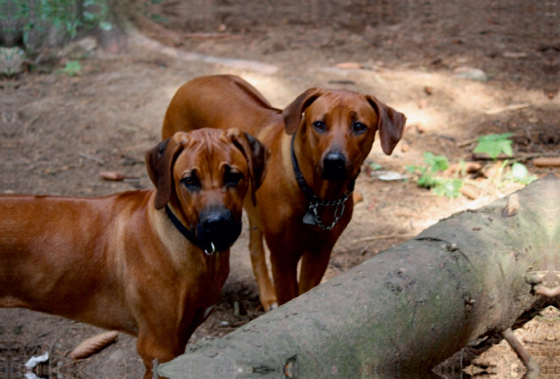 Premium Textil-Leinwand Premium Textil-Leinwand 120 cm x 80 cm quer Rhodesian Ridgeback