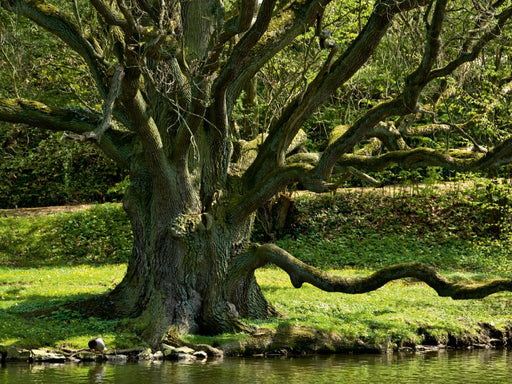 Eiche, Schloßpark Bückeburg - CALVENDO Foto-Puzzle - calvendoverlag 29.99